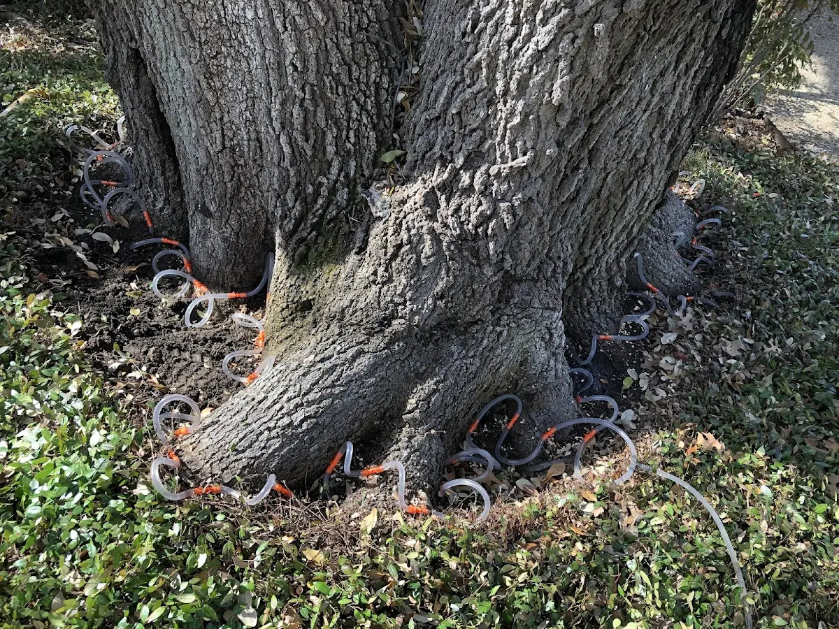 Detailed Tree Cabling and Bracing job site in Petrified Forest Natl Pk