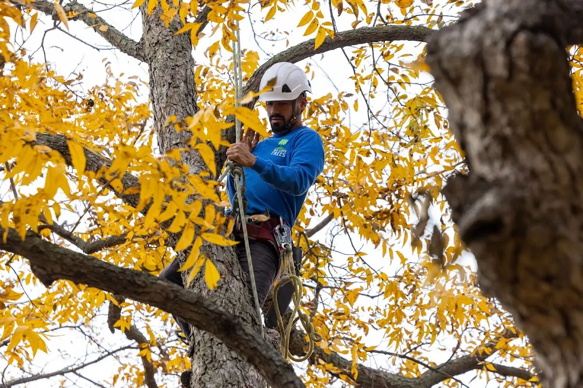 Skilled Tree Pruning crew working in Petrified Forest Natl Pk
